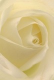 Step into the gentle embrace at the heart of a cream-white rose, where each petal unfurls in a spiral as soft and inviting as morning mist over Perivale's leafy streets. The intimate perspective reveals the bloom's whisper-thin layers, illuminated by a quiet glow that hints at dew settling just after sunrise. Shadows play tenderly within the folds, adding dimension and a muted, peaceful drama reminiscent of a tranquil start to the day in nearby Perivale Park. This rose, chosen with care by a Perivale florist, radiates stillness and reverence-the kind of peace that accompanies expressions of sympathy, marks the start of new beginnings, or gently honors memories. As you almost catch the subtle, sweet perfume lifting from the petals, the tactile sensation suggested is one of feather-light luxury, cool and smooth beneath the fingers. The artistry within the arrangement echoes a deep understanding of both local tradition and the timeless emotions roses have always conveyed-a visual and scented tribute to life's deepest sentiments, hand-delivered with compassion throughout the Perivale community.
